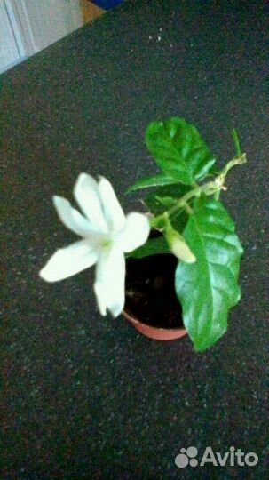 Жасмин Самбак(комнатный)