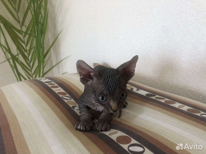 Канадский сфинкс котенок