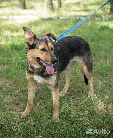 Умная собака ждёт в приюте хозяина