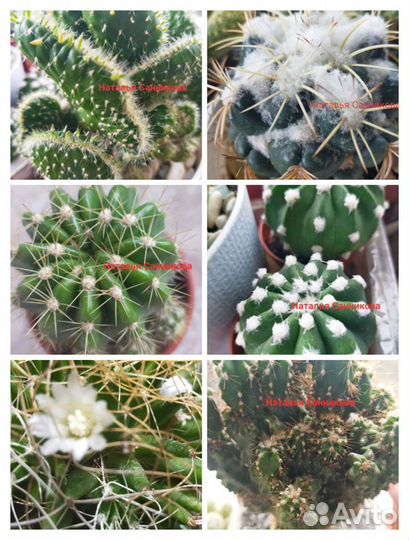 Кактусы от Натальи санниковой