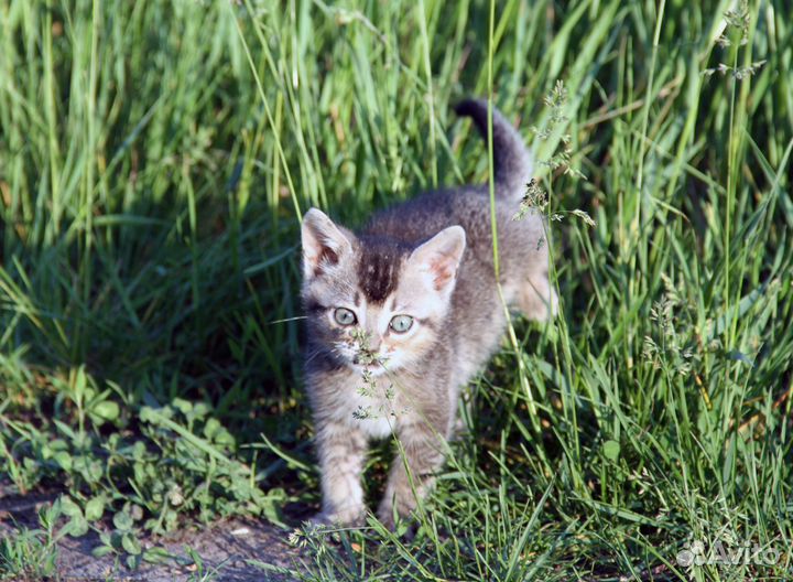 Котик. Около 8 недель
