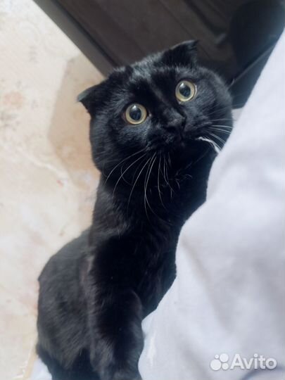 Вязка с британским котом