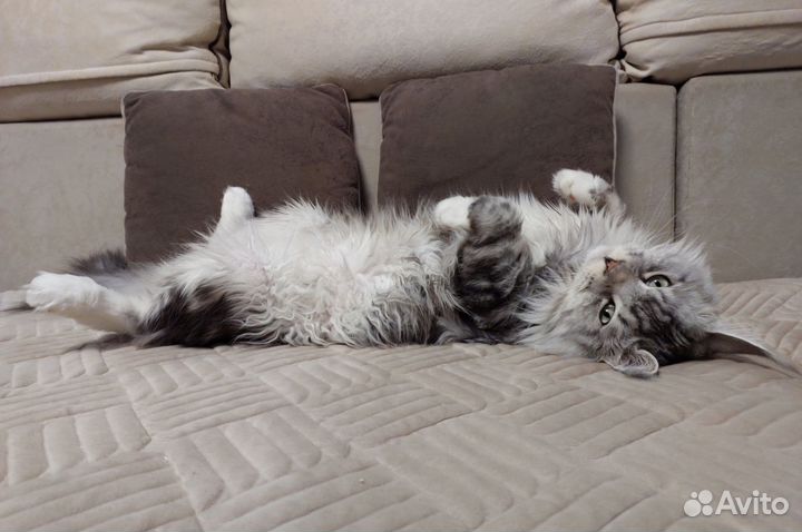 Котята Мейн-кун