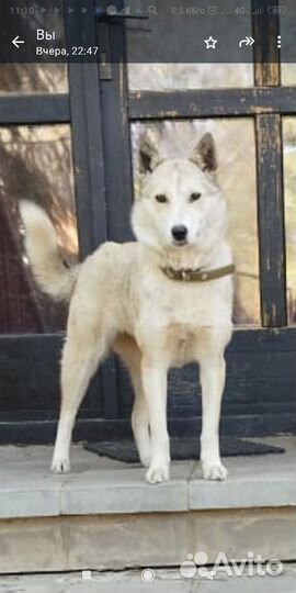 Собака в добрые руки отдам бесплатно