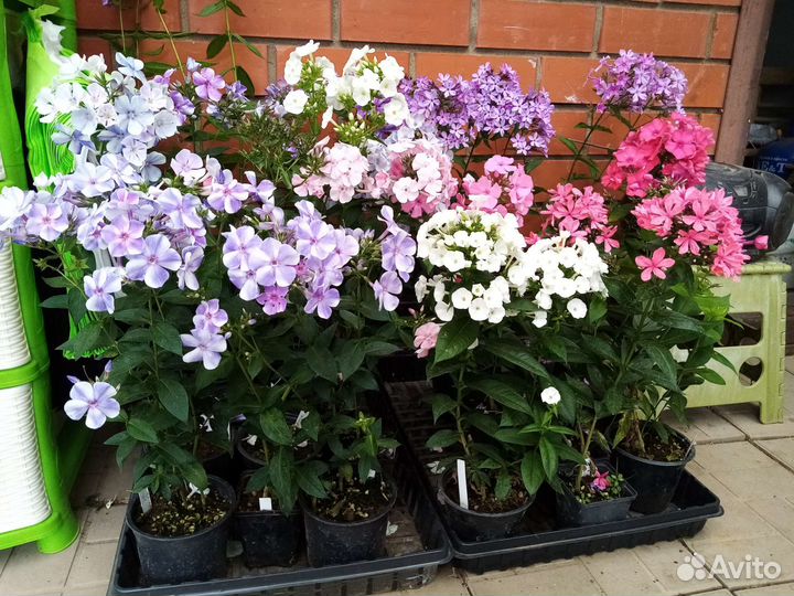 Флоксы сортовые