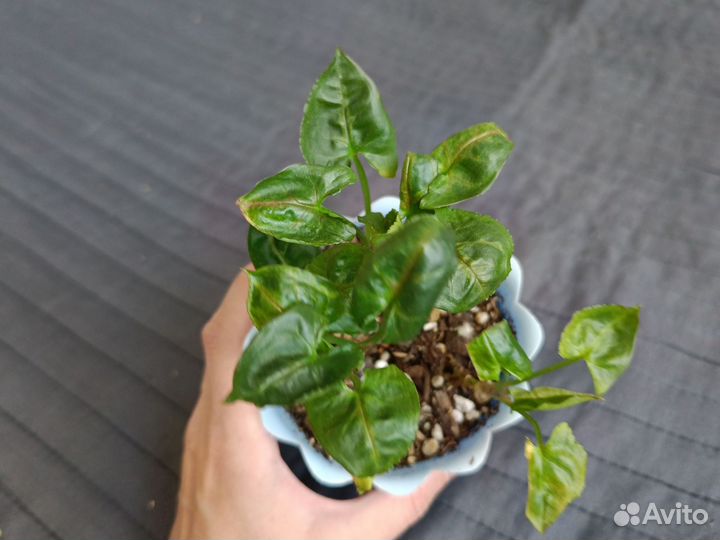 Сингониумы