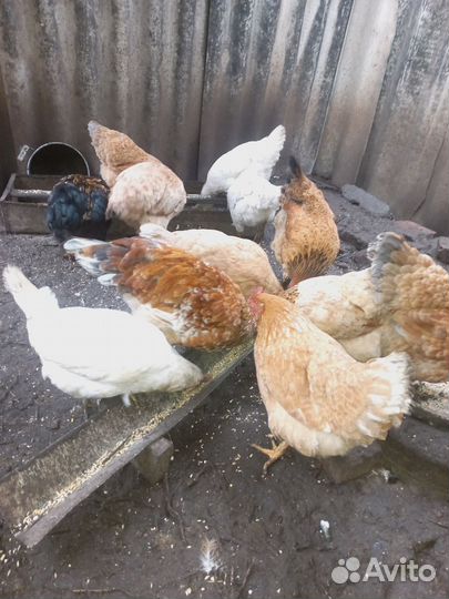 Куры мясно-яичная порода