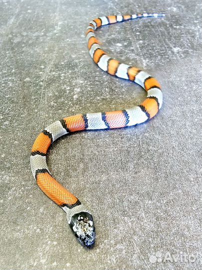 Королевская змея