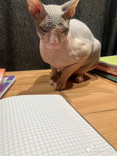 Канадский сфинкс