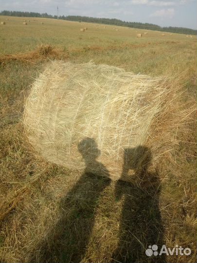 Сено в рулонах