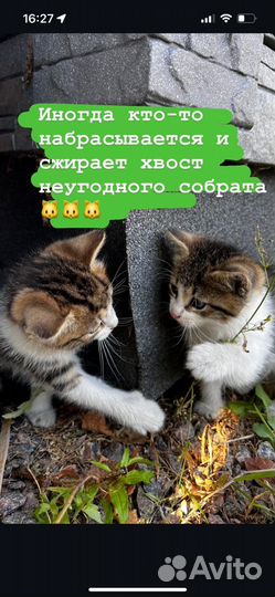 Кошка-мышеловка и котенок в добрые руки