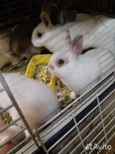 Декоративные кролики и морские свинки