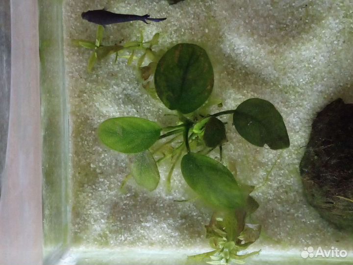 Рыбка петушок самка и самец