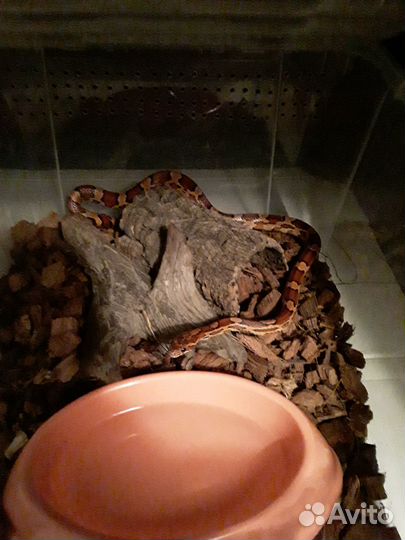 Маисовый полоз