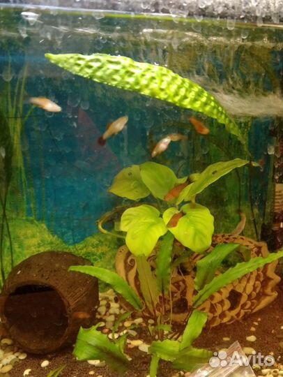 Аквариумные рыбки меченосцы