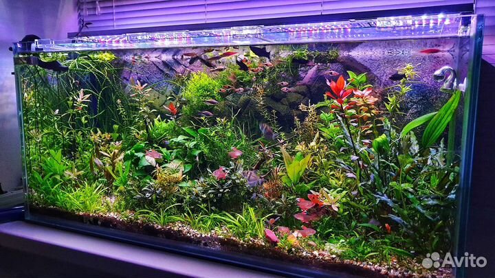 Аквариум (комплектом)