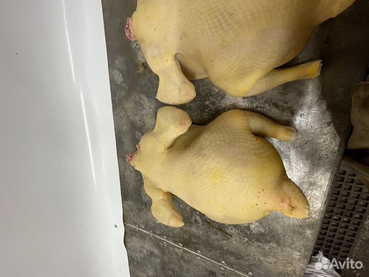 Бройлер домашний