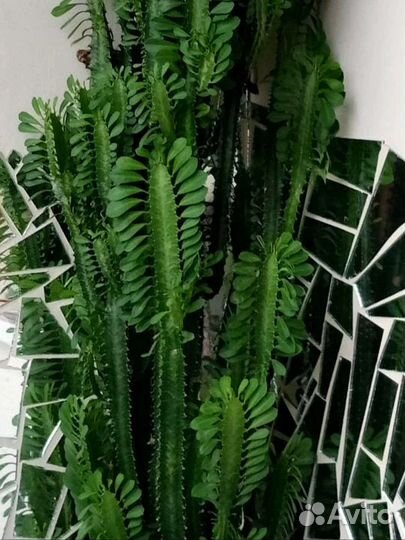 Молочай детки