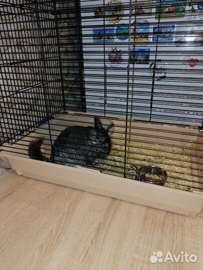 Передержка животных