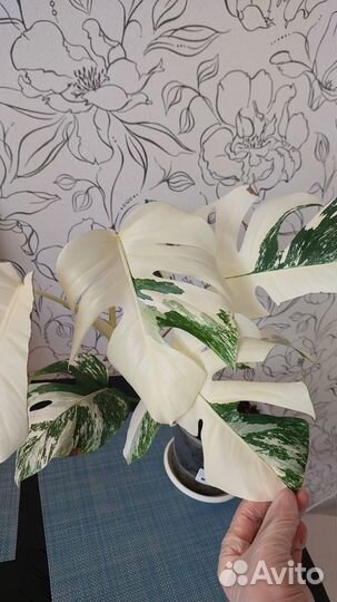 Монстера альба