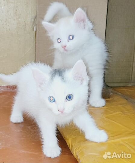 Полупоподистые британцы