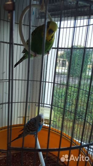 Волнистый попугай