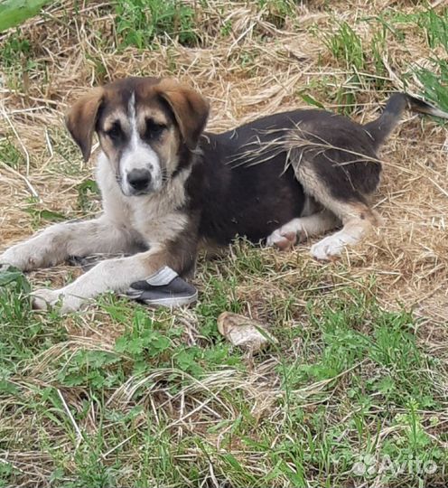 Щенки в добрые руки