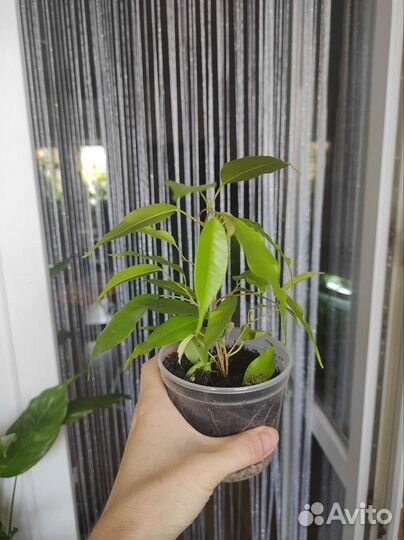 Фикусы разные