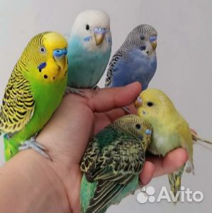 Волнистый попугай