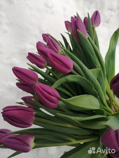 Тюльпаны к 8 марта