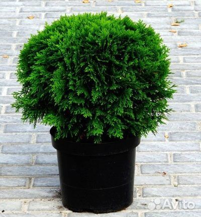 Саженцы туи Даника