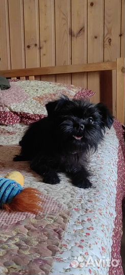 Аффенпинчер