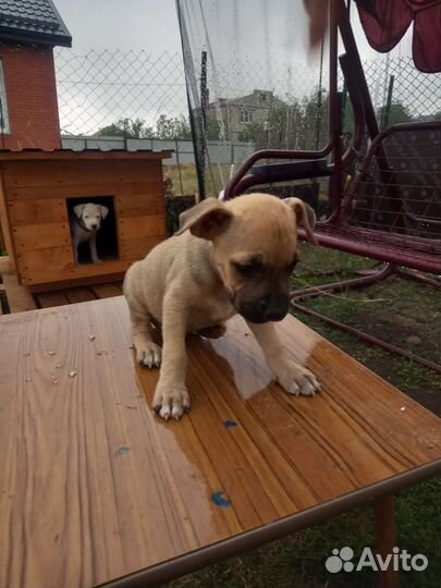 Стаффордширский терьер щенки