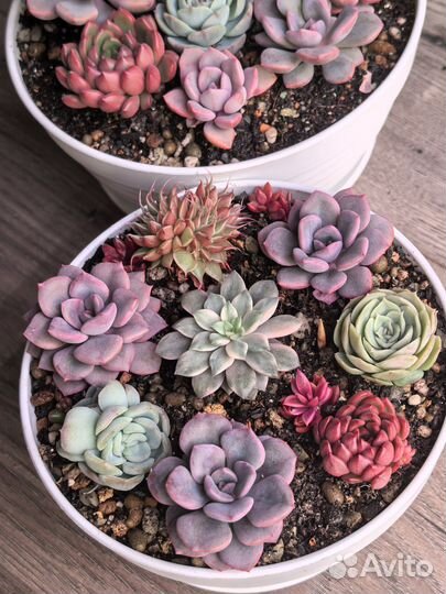 Садик из суккулентов, флорариум