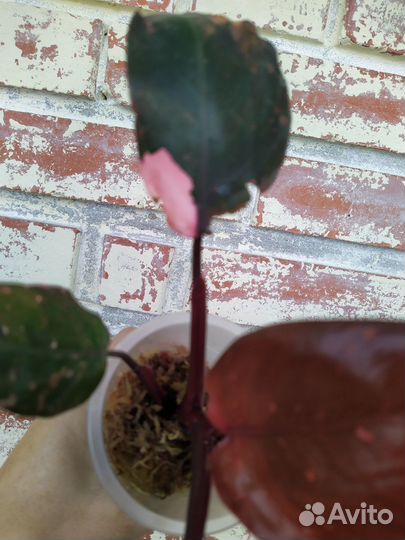 Филодендрон Pink Princess