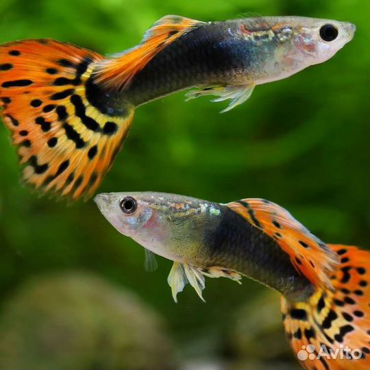 Сомики анциструсы