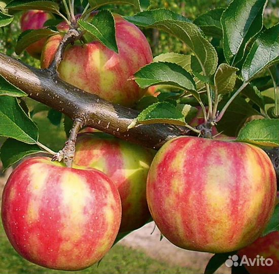 Яблоки редкие сорта. Семена