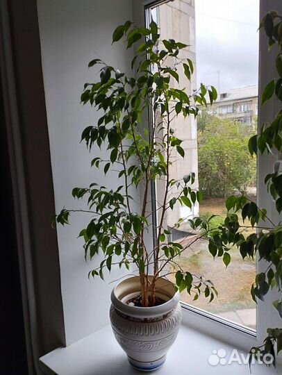 Фикус бенджамина