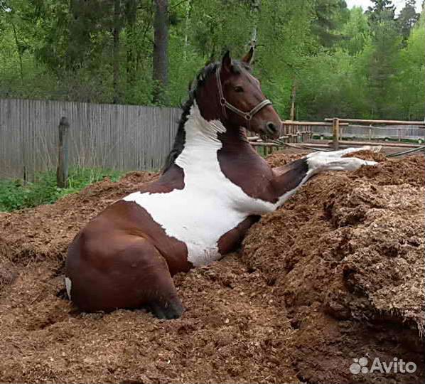 Навоз конский в мешках