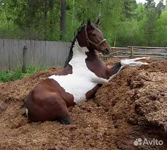 Навоз конский в мешках