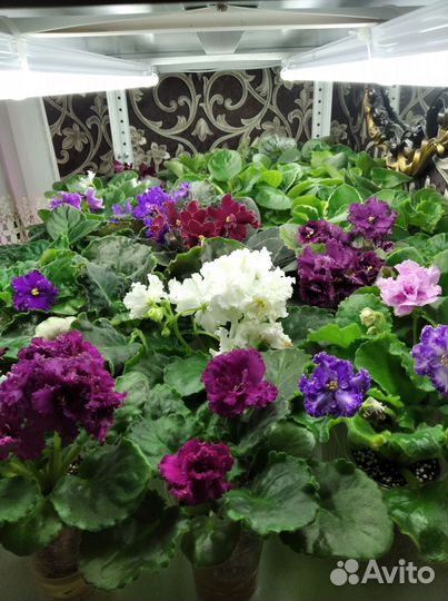 Сортовые фиалки