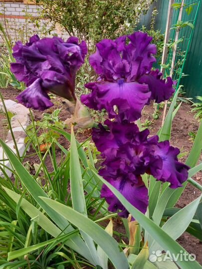 Ирисы бородатые