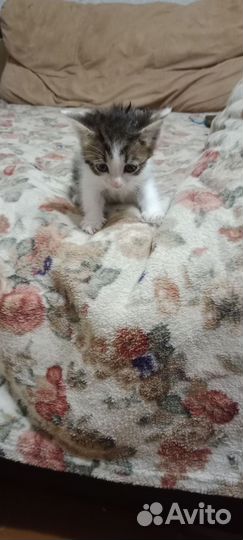 Кошки в добрые руки