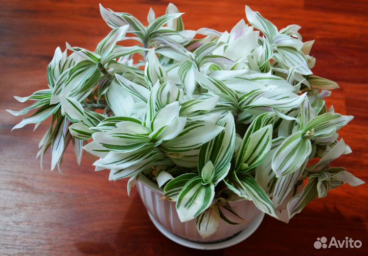 Комнатные растения: традесканция, сансевиерия