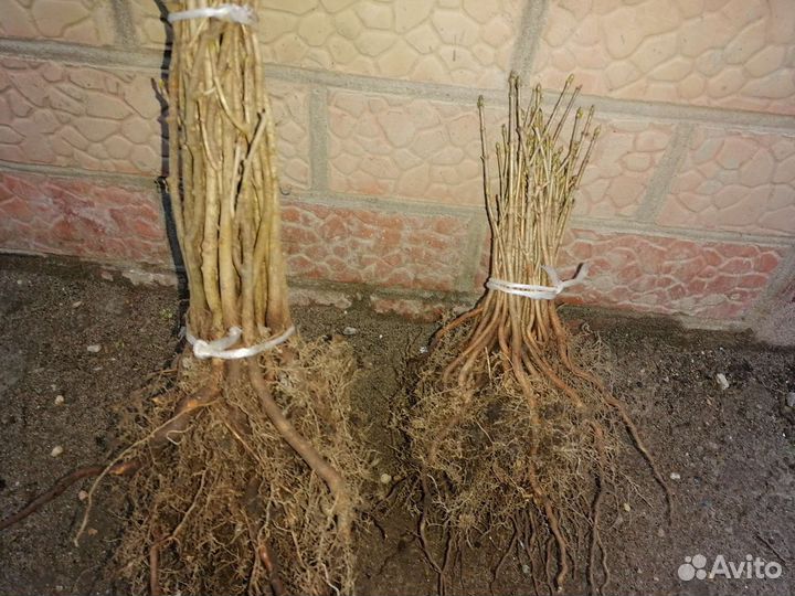 Клен остролистный