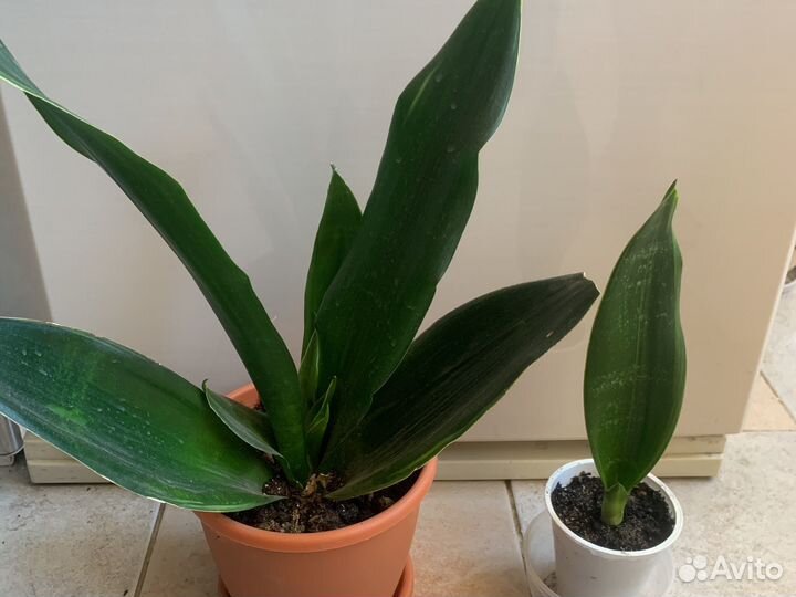 Сансивиерия Блэк даймонд/комнатные растения