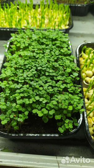 Микрозелень