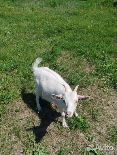 Козлята