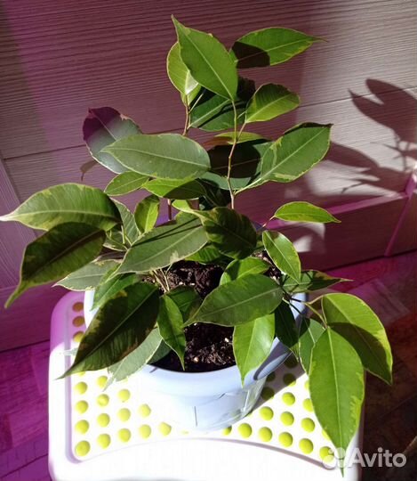 Фикусы разные