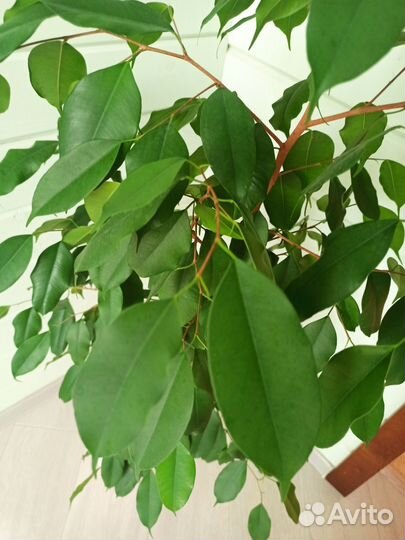 Фикус Бенджамина 100 см без учëта горшка